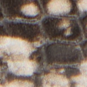 Riva - Image 7